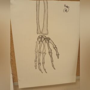 Anatomical Skeleton Art